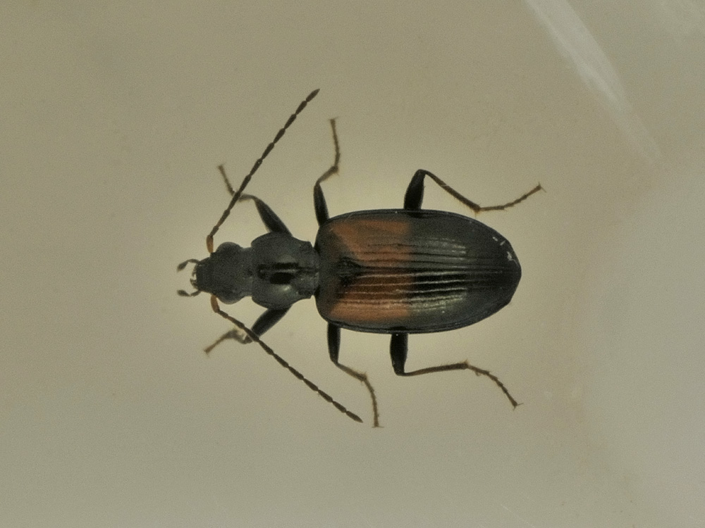 Ocydromus (Bembidionetolitzkya) varicolor varicolor